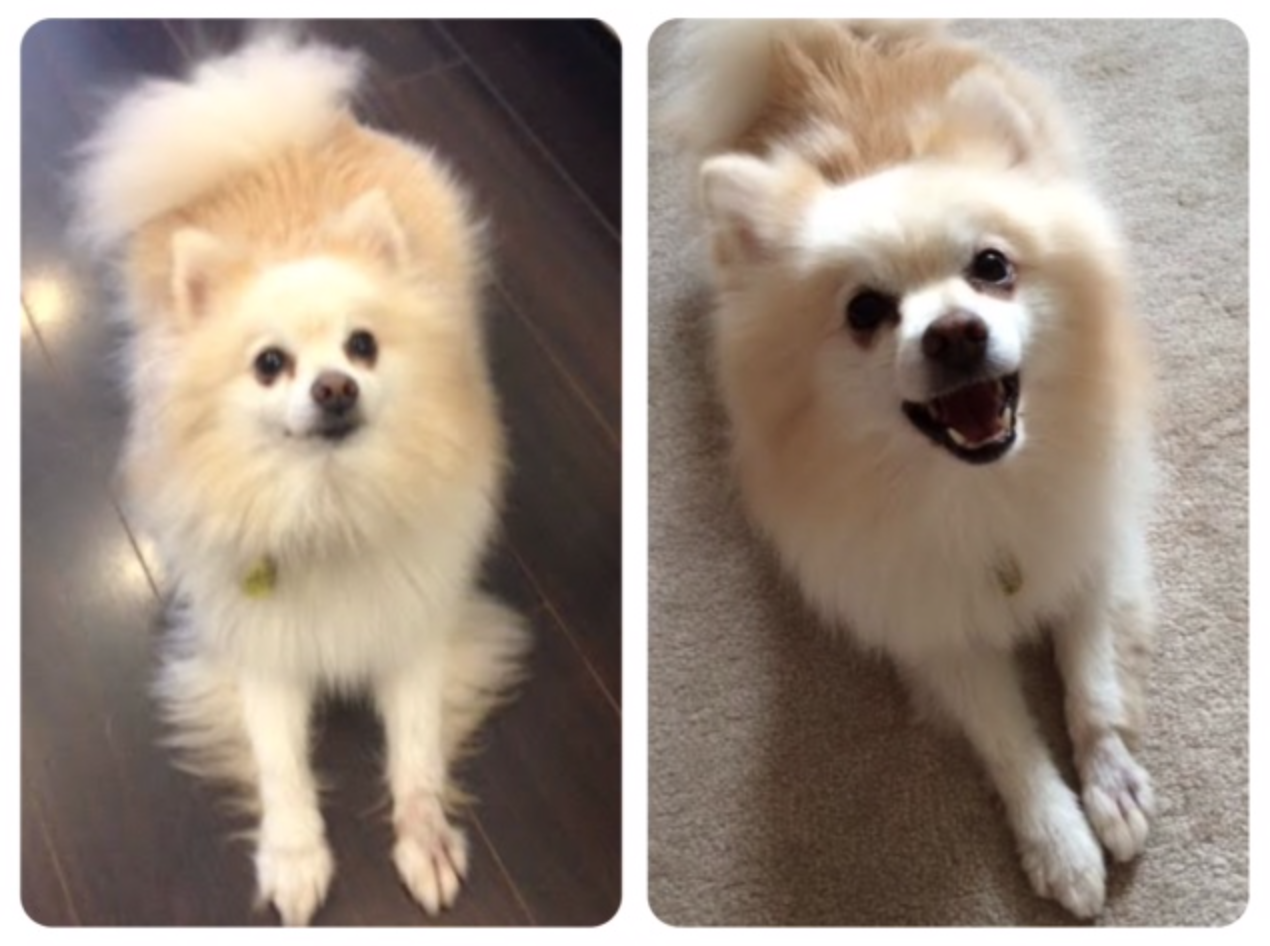 Teddy's Grooming Experience at Bow Wow Haus & MMV Giveaway for a $100 Doggie Prize Pack | Modern