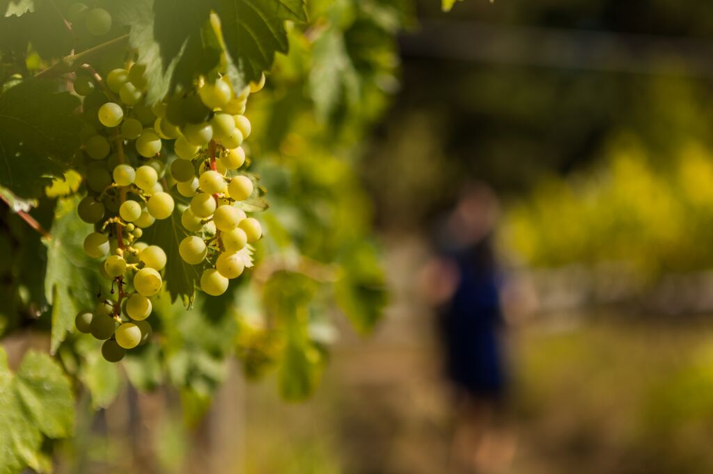 fraser valley winery vista d'oro langley 2