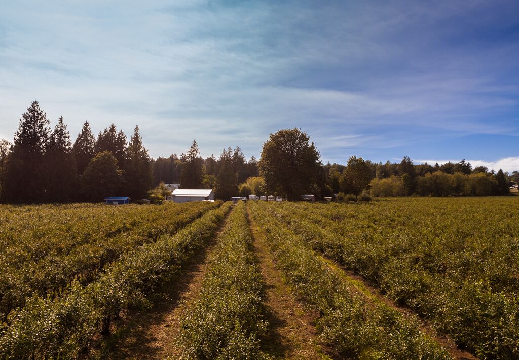 Onninks Organic Blueberry Farm Abbotsford 