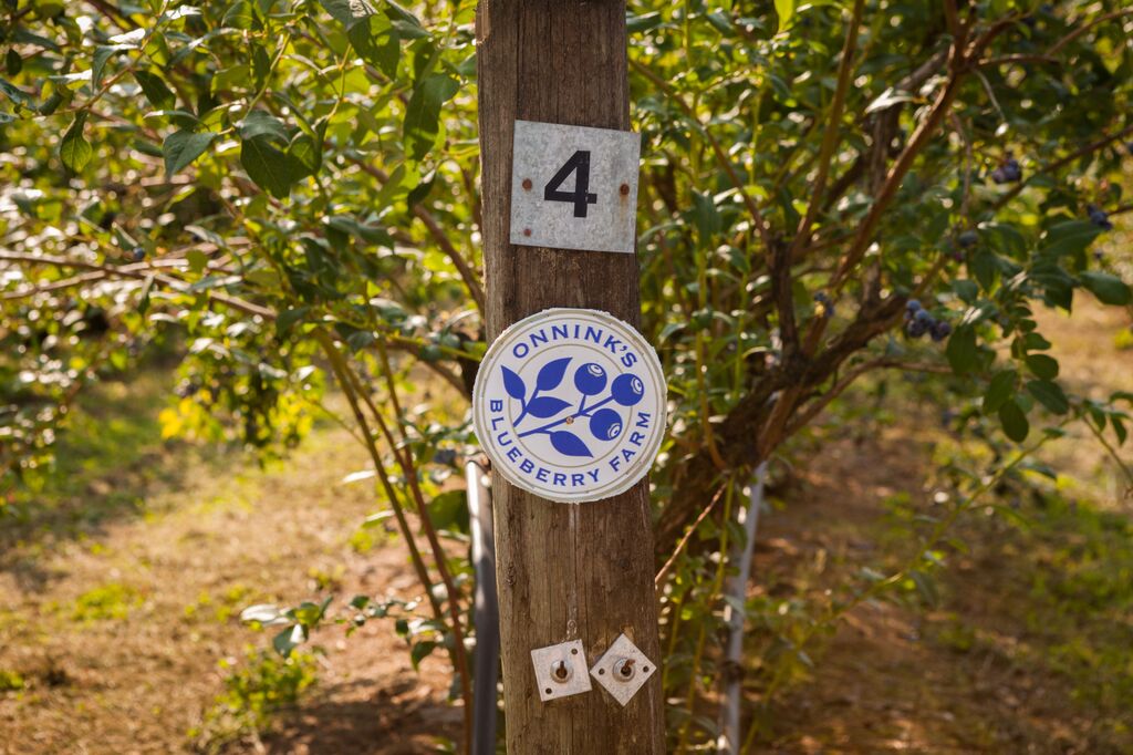 Onninks Organic Blueberry Farm Abbotsford 