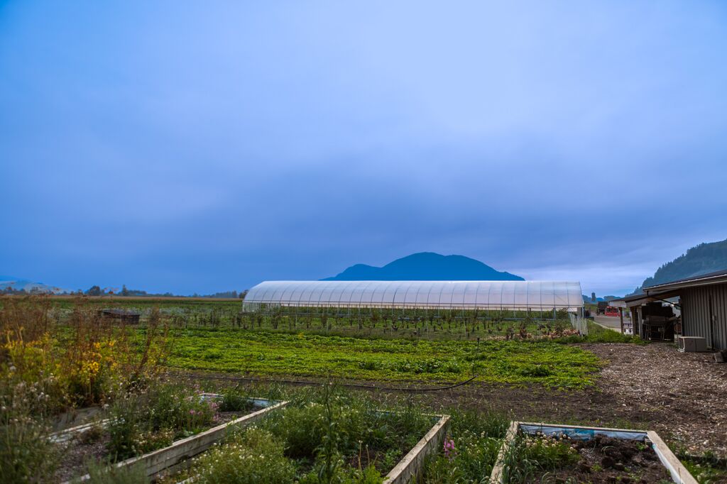 the local harvest chilliwack 6