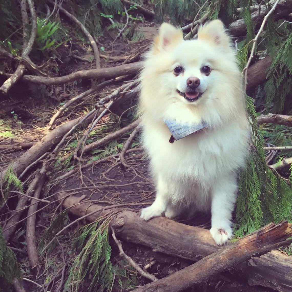 teddy bear on hike