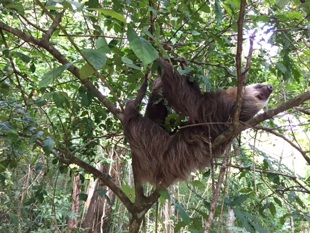 Parque Natural Metropolitano in Panama City 3