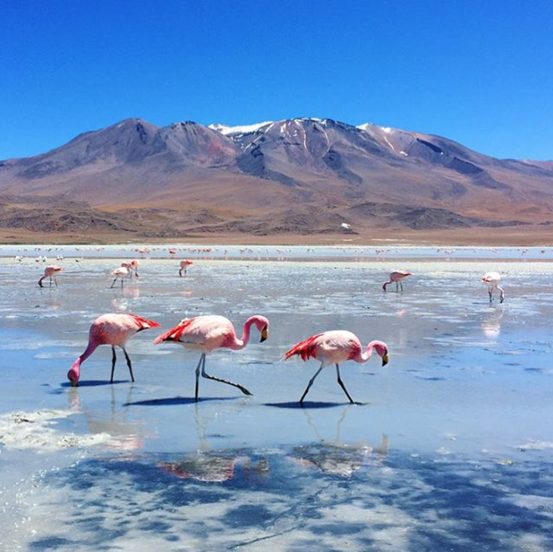 bolivia flamingos