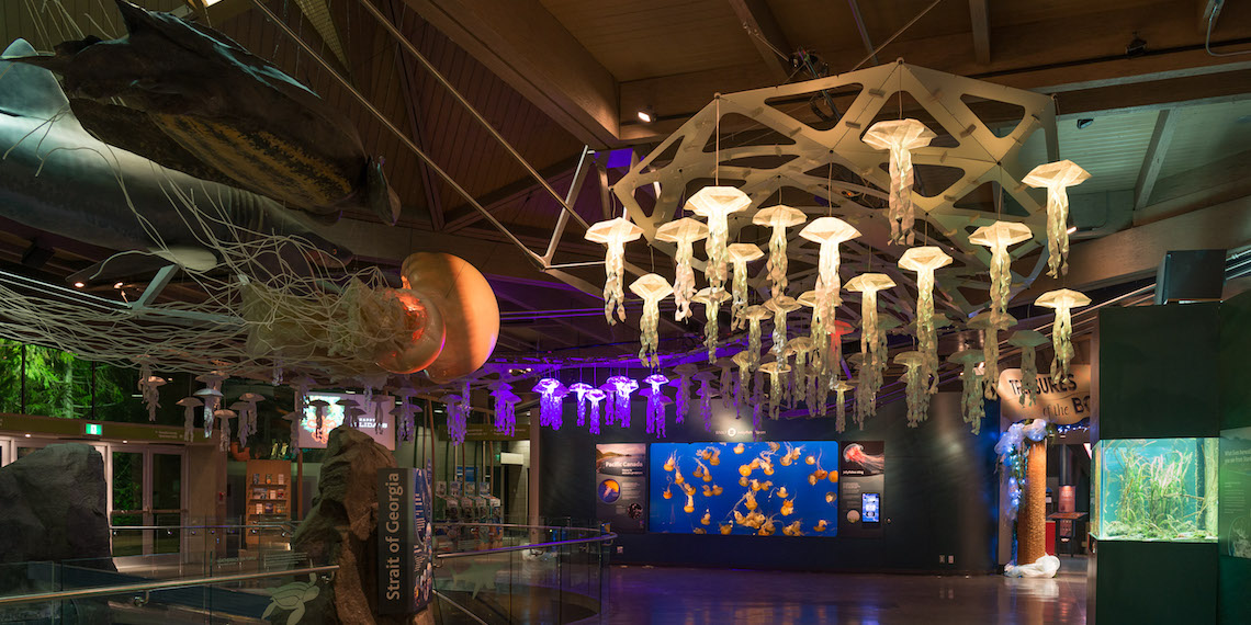 vancouver aquarium Jelly Swarm