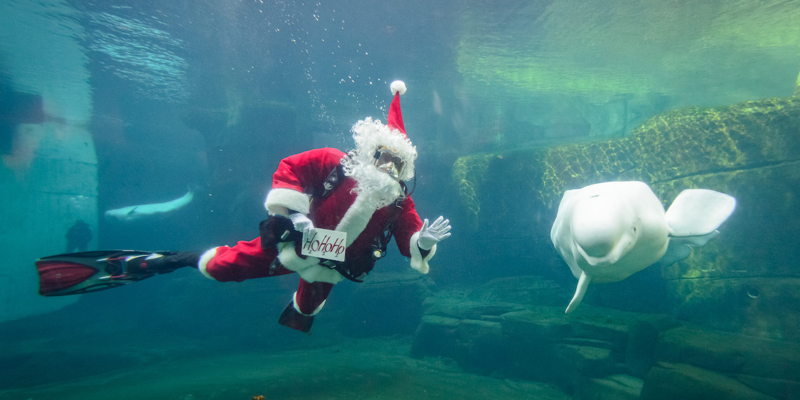 vancouver aquarium Scuba Claus and Beluga. jpg