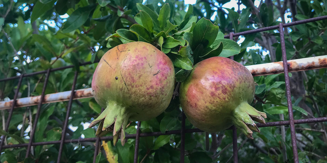 Pomegranate Tree in Greece