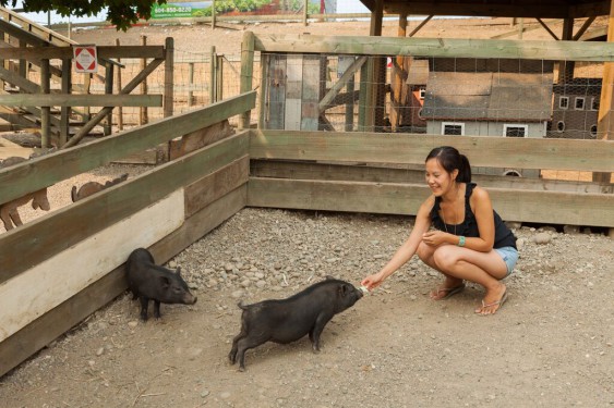 Potbelly Pigs at Maan Farms