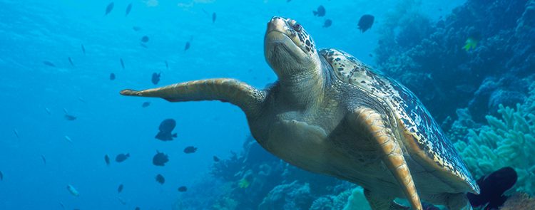 Vancouver aquarium after hours event 2017