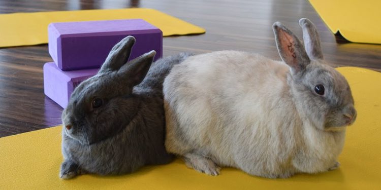 Bunny Yoga at Sunberry Fitness