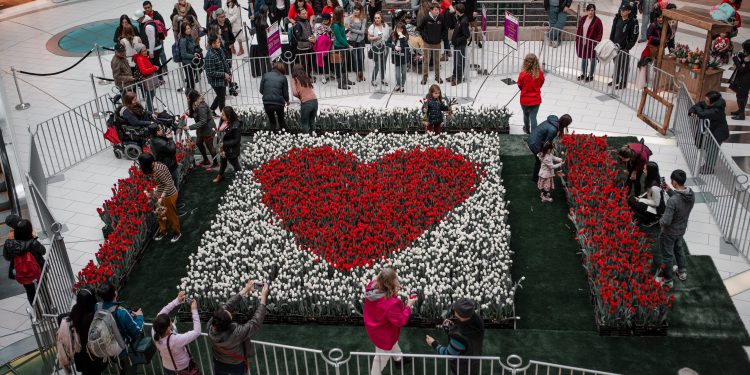 charity tulips display metrotown