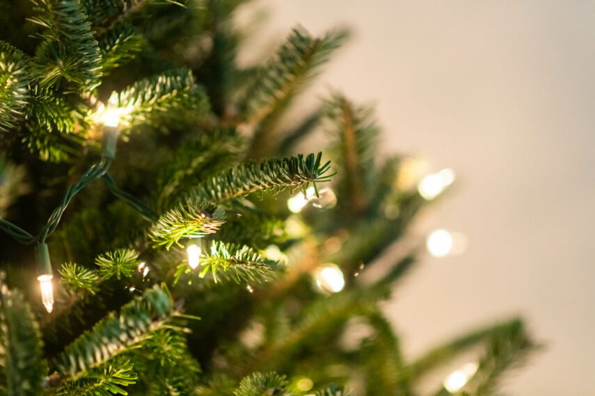 Evergrow: Live Christmas Tree Rental in Vancouver