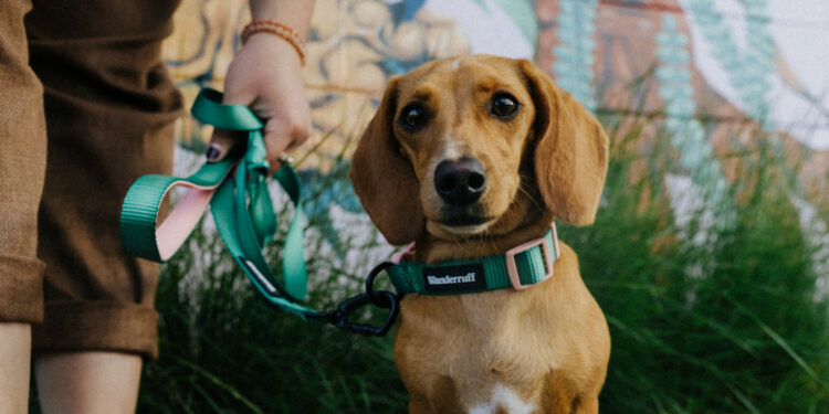 wanderruff collar and leash